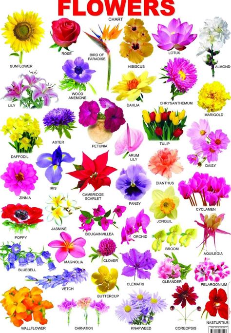 Pin By My Info On Flowersblooms All Flowers Name Flower Types Chart