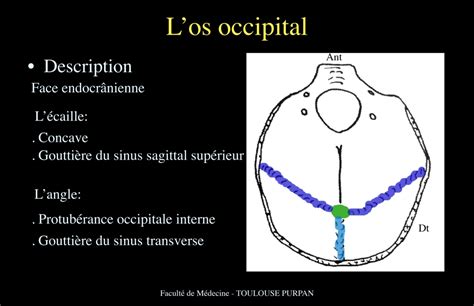 P15 tete et cou UE8 Spé Tête et Cou Tutorat Associatif Toulousain