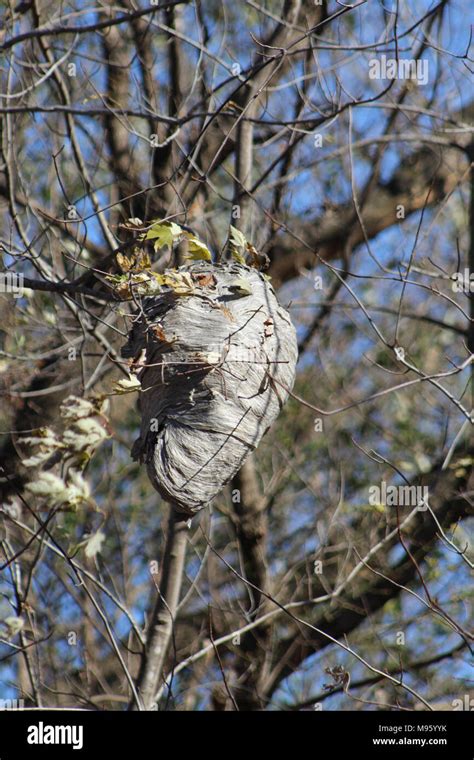 European hornet nest Stock Photo - Alamy