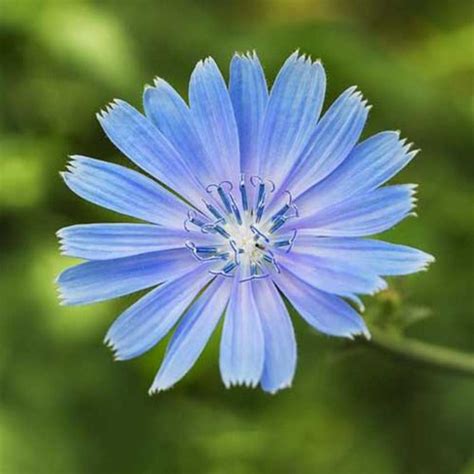 Chicory Seeds — American Seed Store