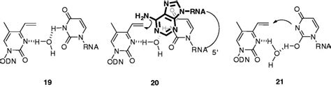 Speculated hydrogen bonds between T-vinyl 2 and a uracil base. A ...