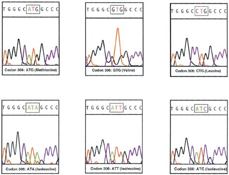 Dna Sequencing Chromatograms Showing The Wild Type And Five Mutants Of