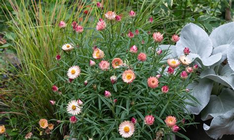 Plant Growers Australia Bracteantha Daisy Fields Blush