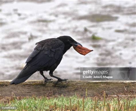 Crow Wing County Photos and Premium High Res Pictures - Getty Images