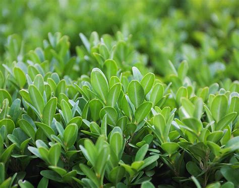 Buxus Sempervirens