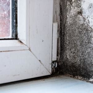 Mold Mitigation Getmoldmitigation