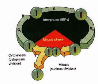 Cell Cycle interphase And Mitosis - New Science Biology