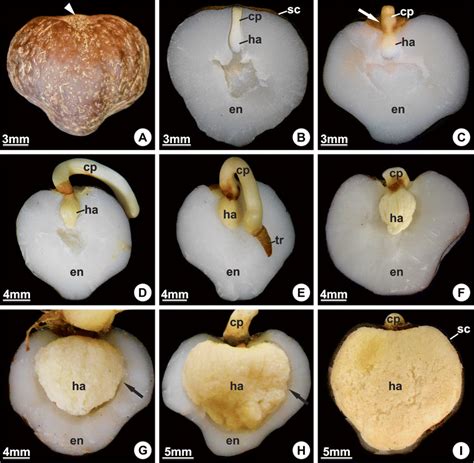 Seeds And Seedlings Of Acrocomia Aculeata A Dry Cordiform Seed With