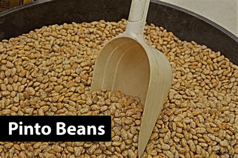 Pinto Beans: How to Grow, Care, And Harvest Pinto Bean Plant