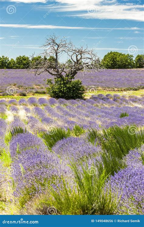 Lavender Field With A Tree Provence France Stock Photo Image Of