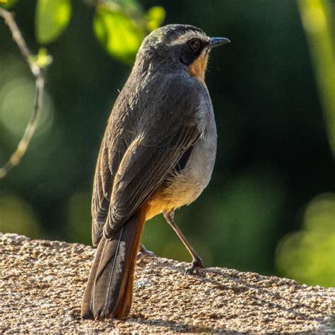 African Birds | dgcPhoto