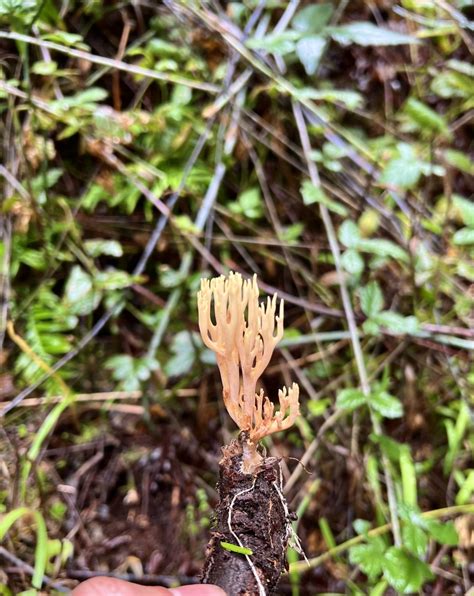 Upright Coral Fungus From Willamette National Forest Lowell Or Us On