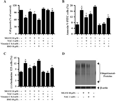 Effects of NAC vitamin C or BSO on cell growth cell and MMP Ψ