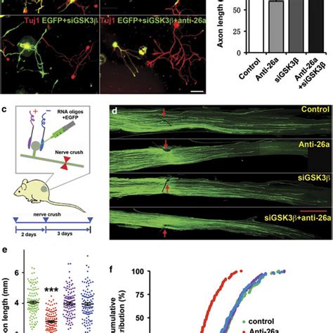 Mir 26a Gsk3β Regulate Sensory Axon Regeneration By Controlling Gene