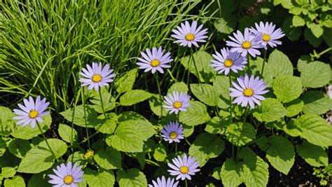 Minuscules Mais Dangereux Attention Aux Tiques Dans Votre Jardin