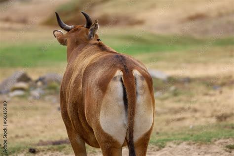 Foto De Back View Of A Female Banteng Cow Showing The White Patch On It S Rump Do Stock Adobe