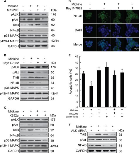 Pi3kaktnf Kbtrkb Signaling Activated By Anaplastic Lymphomakinase