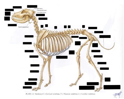 Dog Skeleton - Skeletal ID Diagram | Quizlet