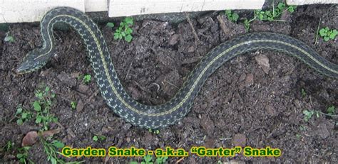 8 Photos Small Grey Garden Snake And Review Alqu Blog