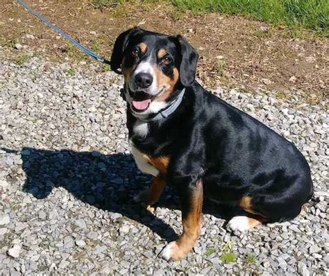 Entlebucher Mountain Dog Breed Information and Pictures