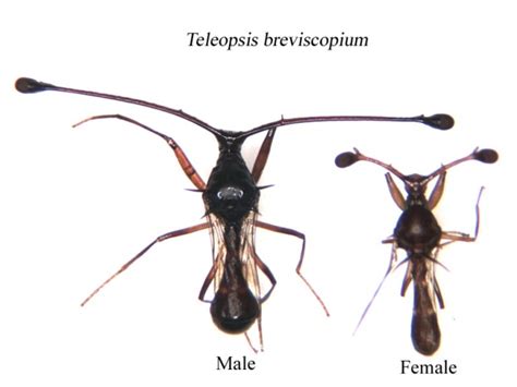 The Evolution Of Sexual Dimorphism Understanding Mechanisms Of Sexual