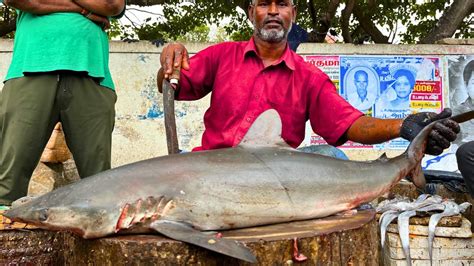 Kasimedu Mr Mesath Rare Milk Shark Fish Cutting In Kasimedu Hd