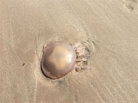 Jellyfish Washed Up On The Beach Sand Beach Sand Beach Jellyfish