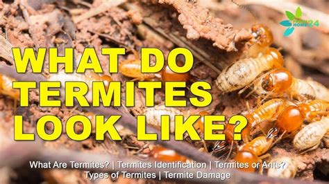 Drywood Termites: Identification, Facts Signs Terminix, 50% OFF