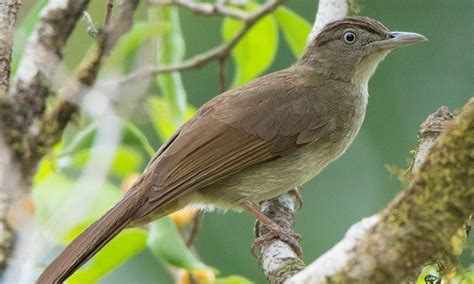 9 Jenis Burung Cucak Yang Dapat Dipelihara Di Rumah Menarik