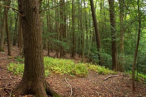 Free Picture Wood Tree Nature Eaves Summer Flora Environment