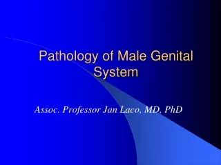 PPT Development Of Genital System PowerPoint Presentation Free