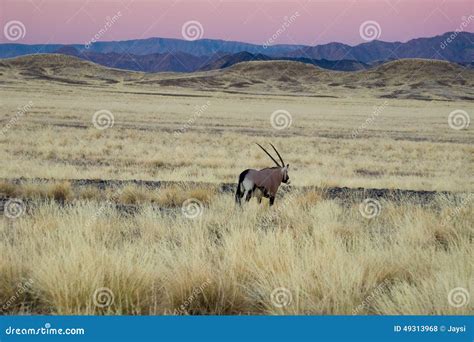 African Savanna and Dunes Desert Landscape with Oryx Antelope Stock Photo - Image of dunes ...