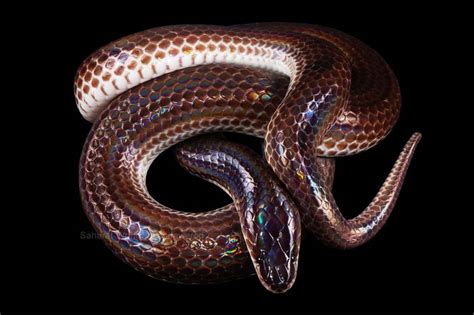 Asian Sunbeam Snake from ตำบล คลองตะเกรา อำเภอทาตะเกยบ ฉะเชงเทรา