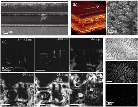 A Subsurface Damage Of Optical Glass Using FF OCT Adapted From Ref