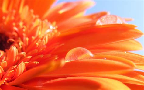 Orange Flowers Wallpapers - Wallpaper Cave