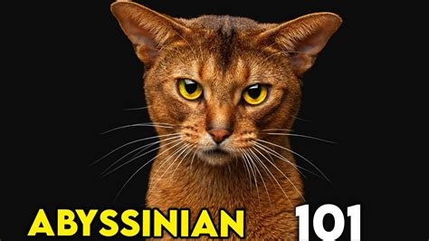 Abyssinian Cat Everything You Need To Know Youtube