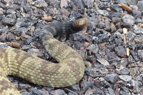 Black-tailed Rattlesnake – Birding Pictures