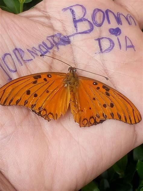 Pin By Delmachado On Agradecimentos Insects Moth