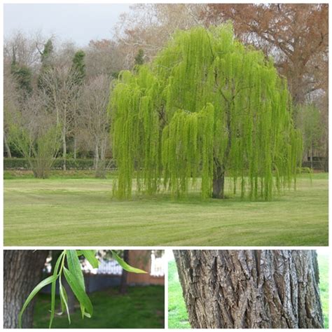 Salix Babylonica Jardineria Canna