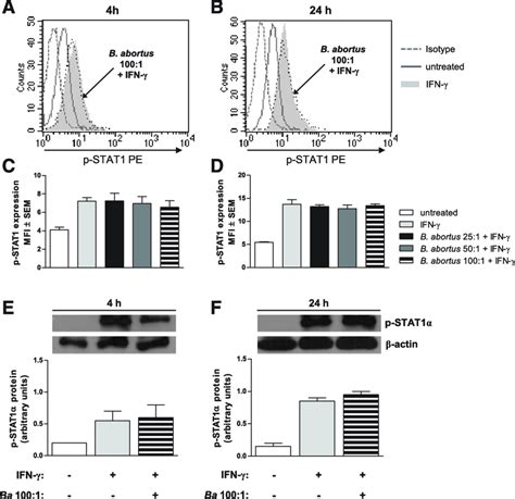 B Abortus Infection Does Not Prevent P Stat1 Af Thp 1 Cells Were