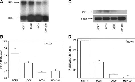 Basal Irf Mrna And Protein Expression And Transcriptional Activation