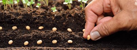 The Essential Guide to Seed Germination for Organic Gardeners | TeraGanix