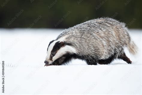 The European Badger Meles Meles Also Known As The Eurasian Badger