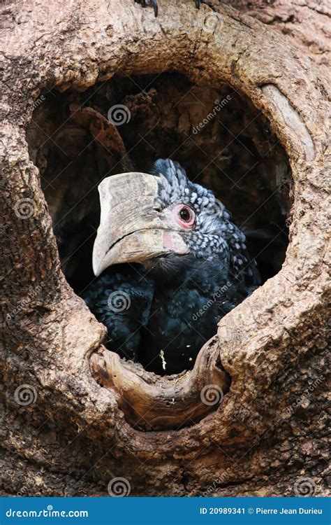 Baby Hornbill stock image. Image of bush, hole, national - 20989341