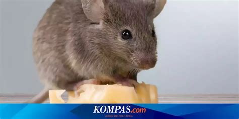 Fakta Yang Perlu Diketahui Tentang Tikus Di Dapur