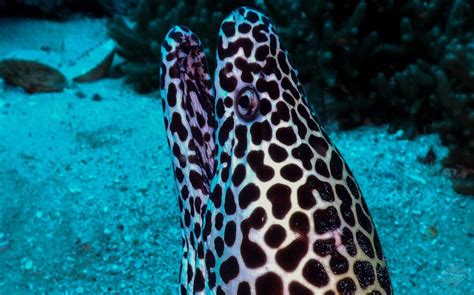 Honeycomb Moray Eel-Facts and Photographs | Seaunseen