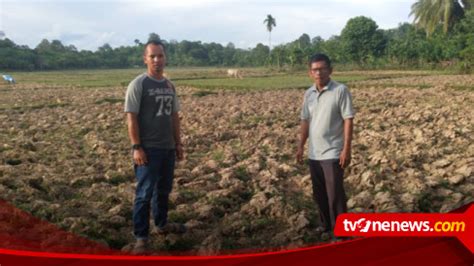 Tak Kunjung Hujan Petani Di Aceh Barat Gagal Tanam Padi