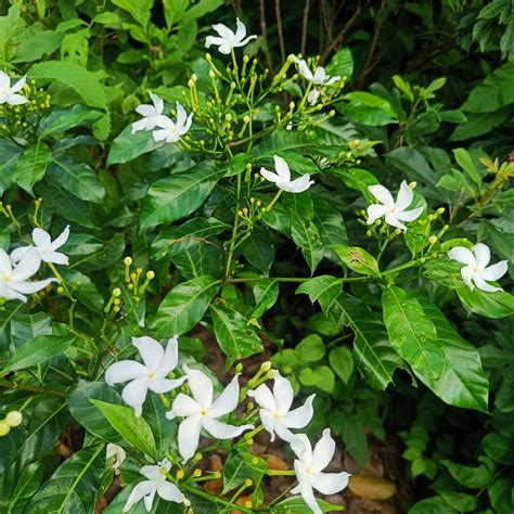 Circle Crape Jasmine – Nandyarvattam / Pinwheel Fragrant All Time ...