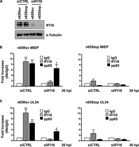 Regulatory Interaction Between The Cellular Restriction Factor Ifi