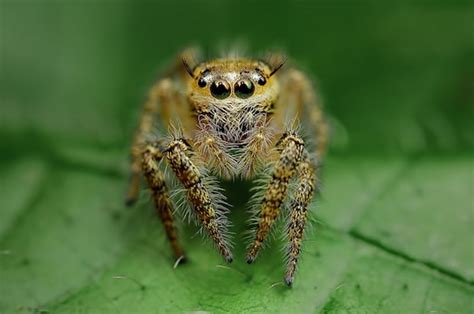 Mesmerizing Or Terrifying Macro Photos Of Spiders Staring Straight